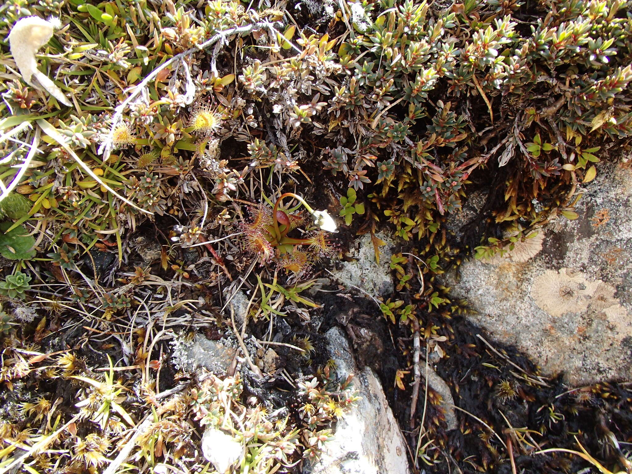 Imagem de Drosera stenopetala Hook. fil.