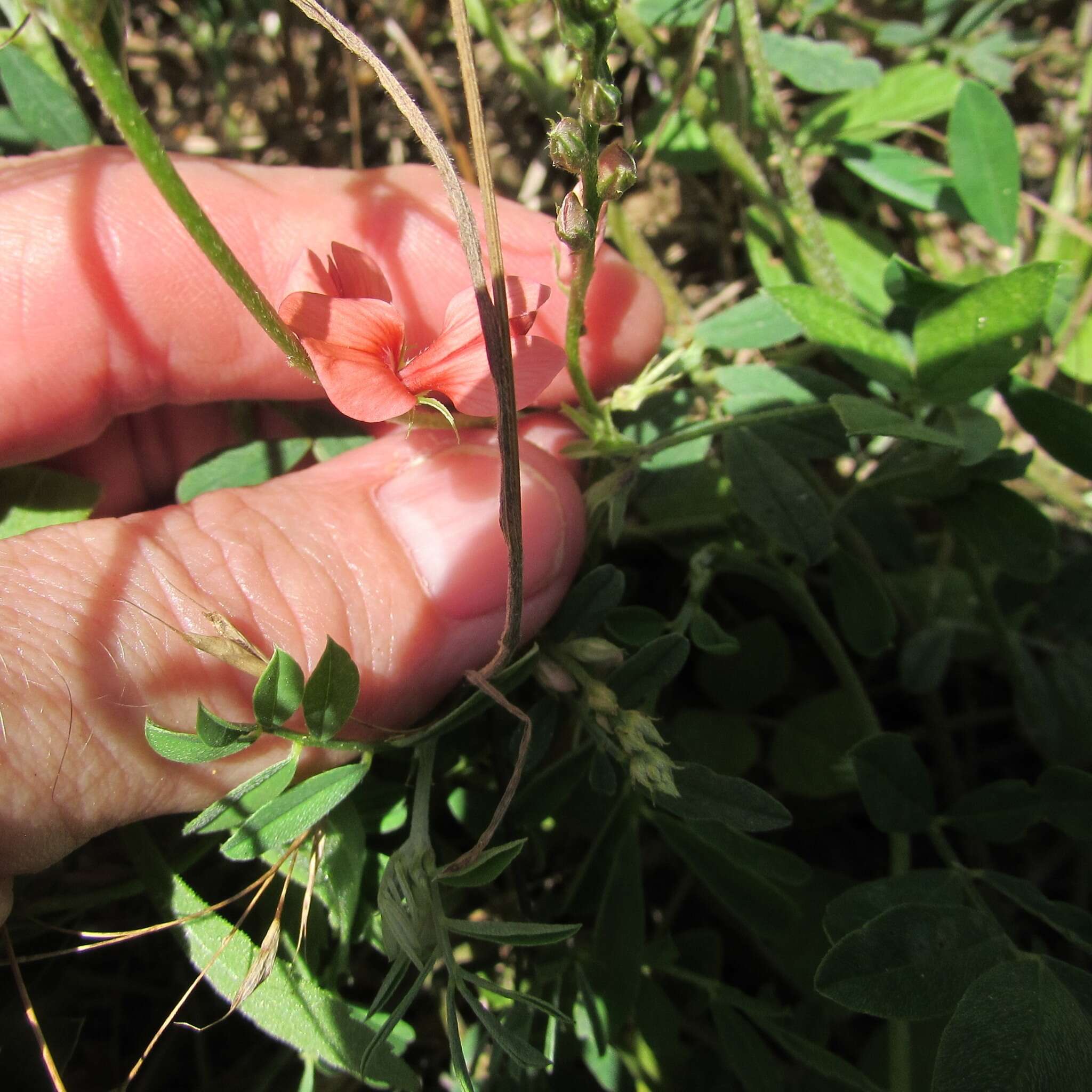 Imagem de Indigofera miniata Ortega