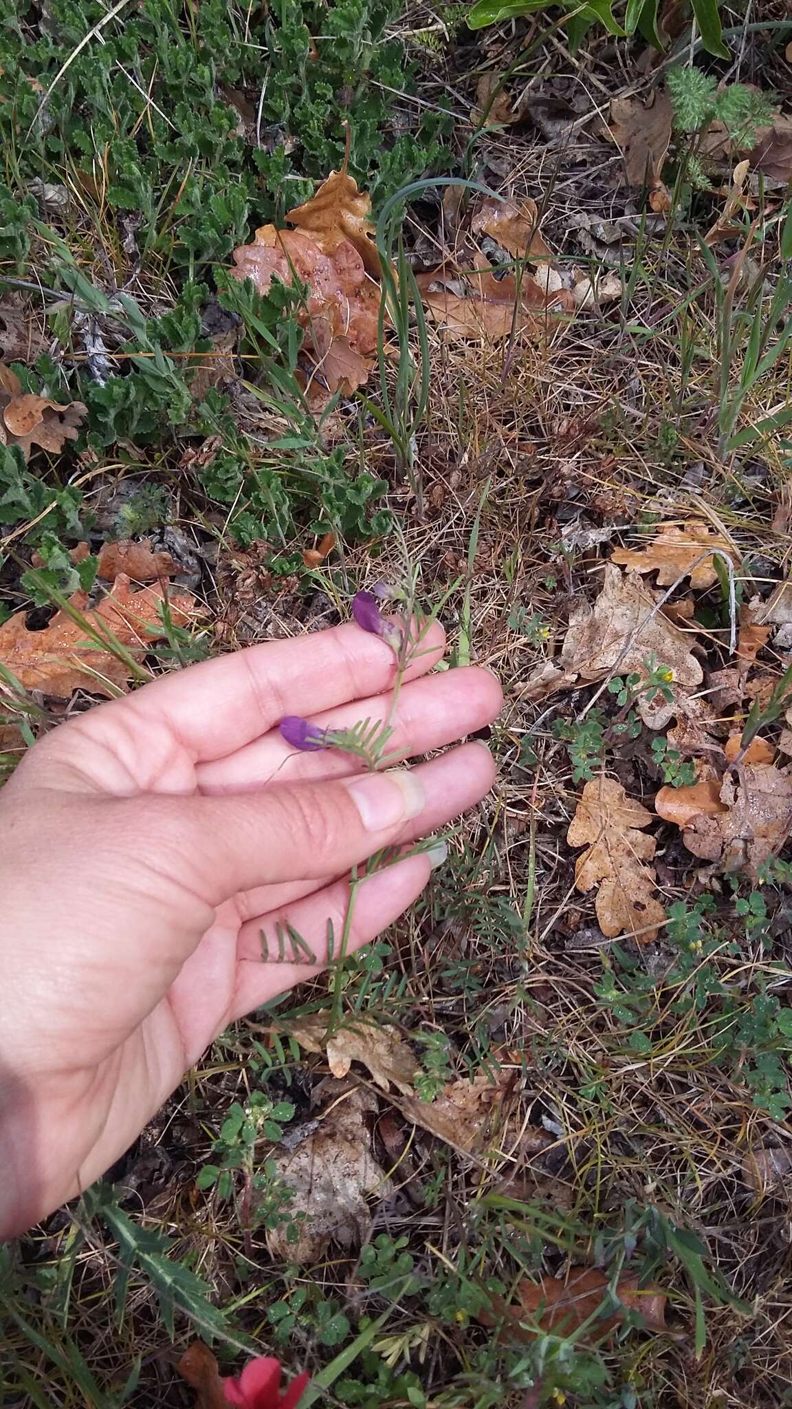 Image of wandering vetch