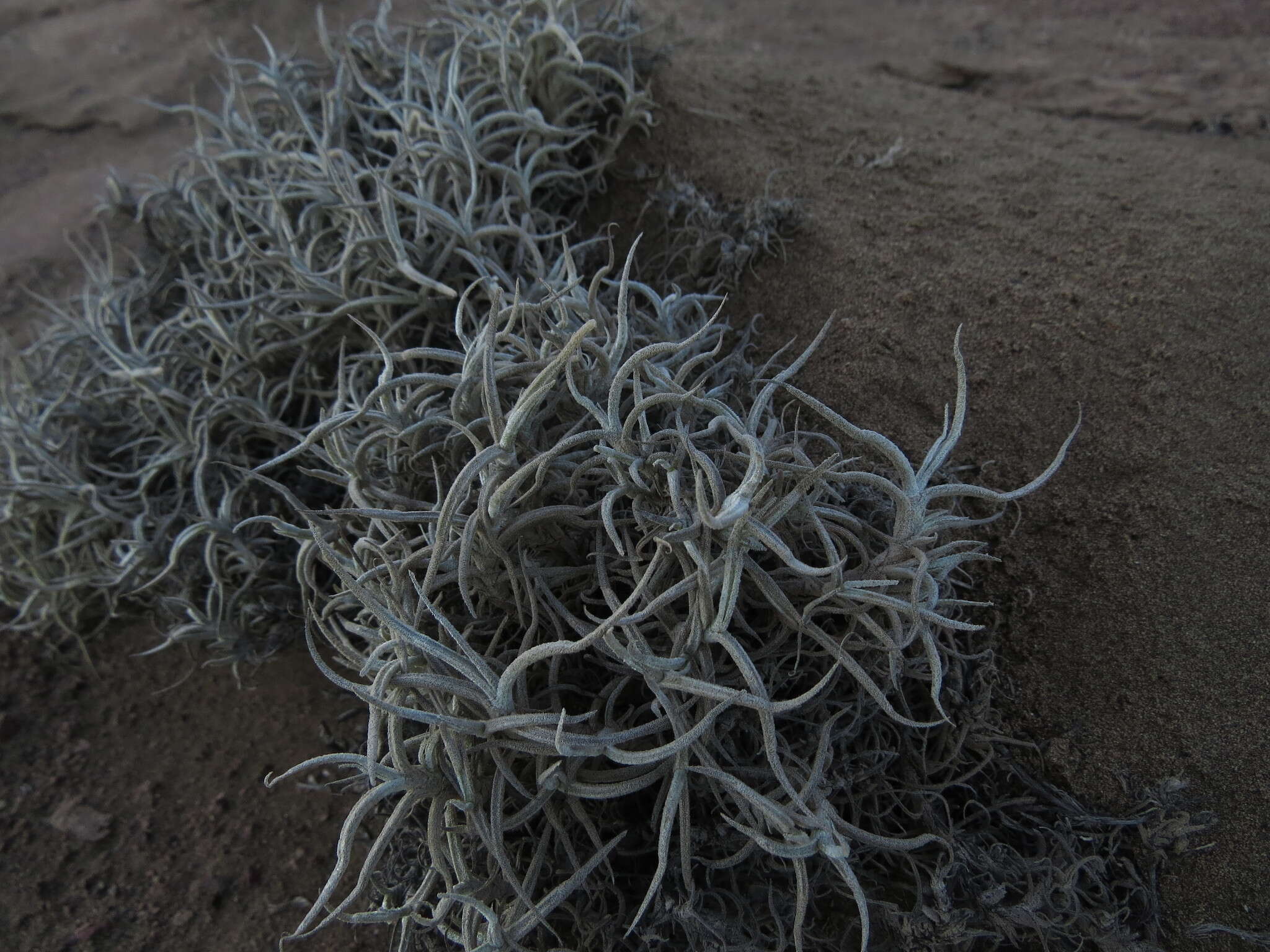 Imagem de Tillandsia landbeckii Phil.