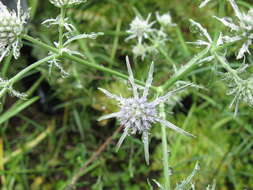 Image de Eryngium aquaticum L.