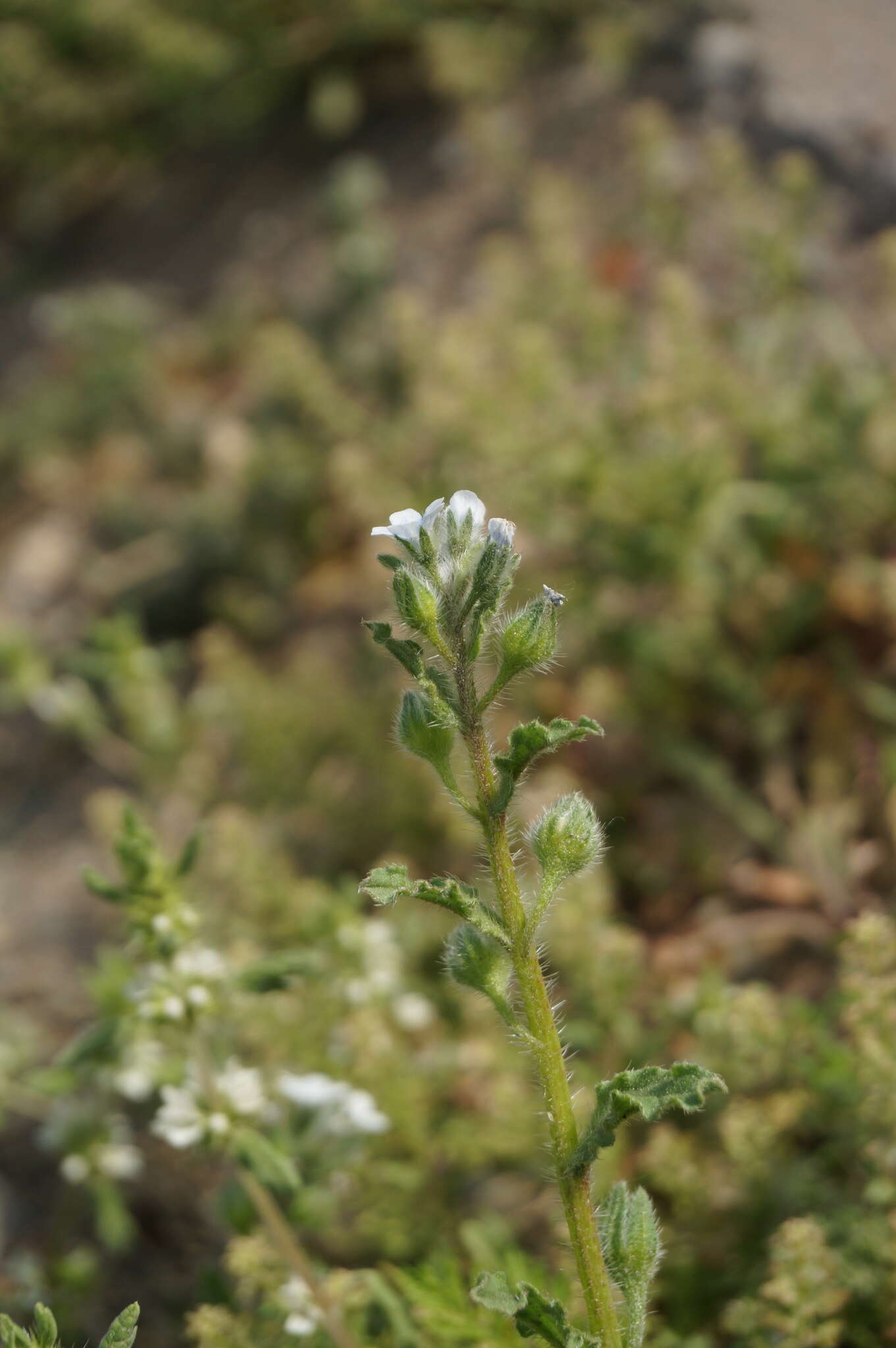 Image of Bothriospermum chinense Bunge