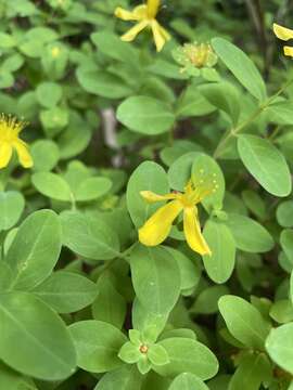 Image of Blueridge St. John's-Wort