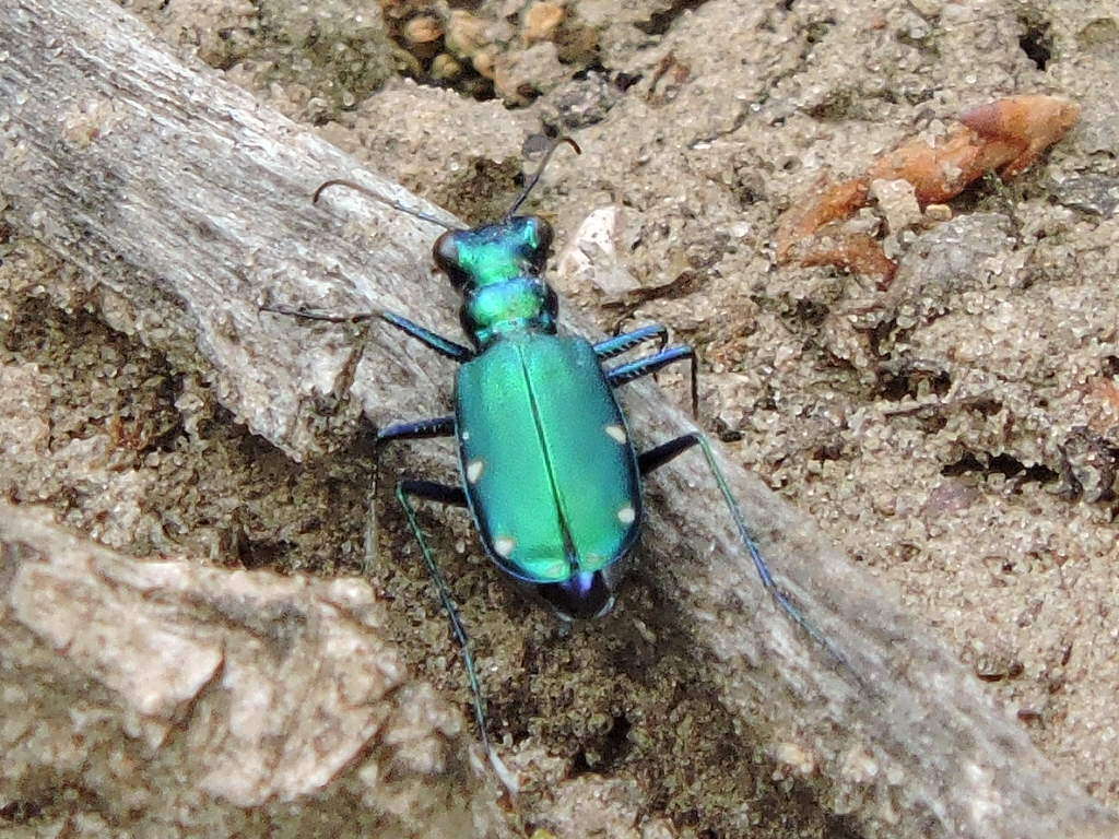 Imagem de Cicindela (Cicindela) sexguttata Fabricius 1775