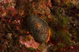 Image of Dendrodoris limbata (Cuvier 1804)