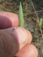 Image of Rough Rosette Grass