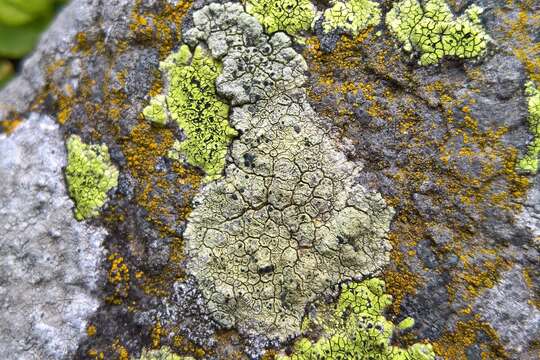 Lecanora sulphurea (Hoffm.) Ach. resmi