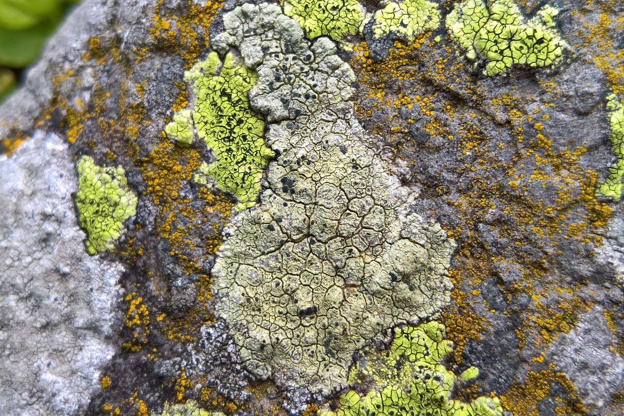 Sivun Lecanora sulphurea (Hoffm.) Ach. kuva