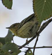 Image of Blackpoll Warbler