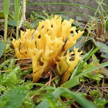 Image of Clavulinopsis corniculata (Schaeff.) Corner 1950