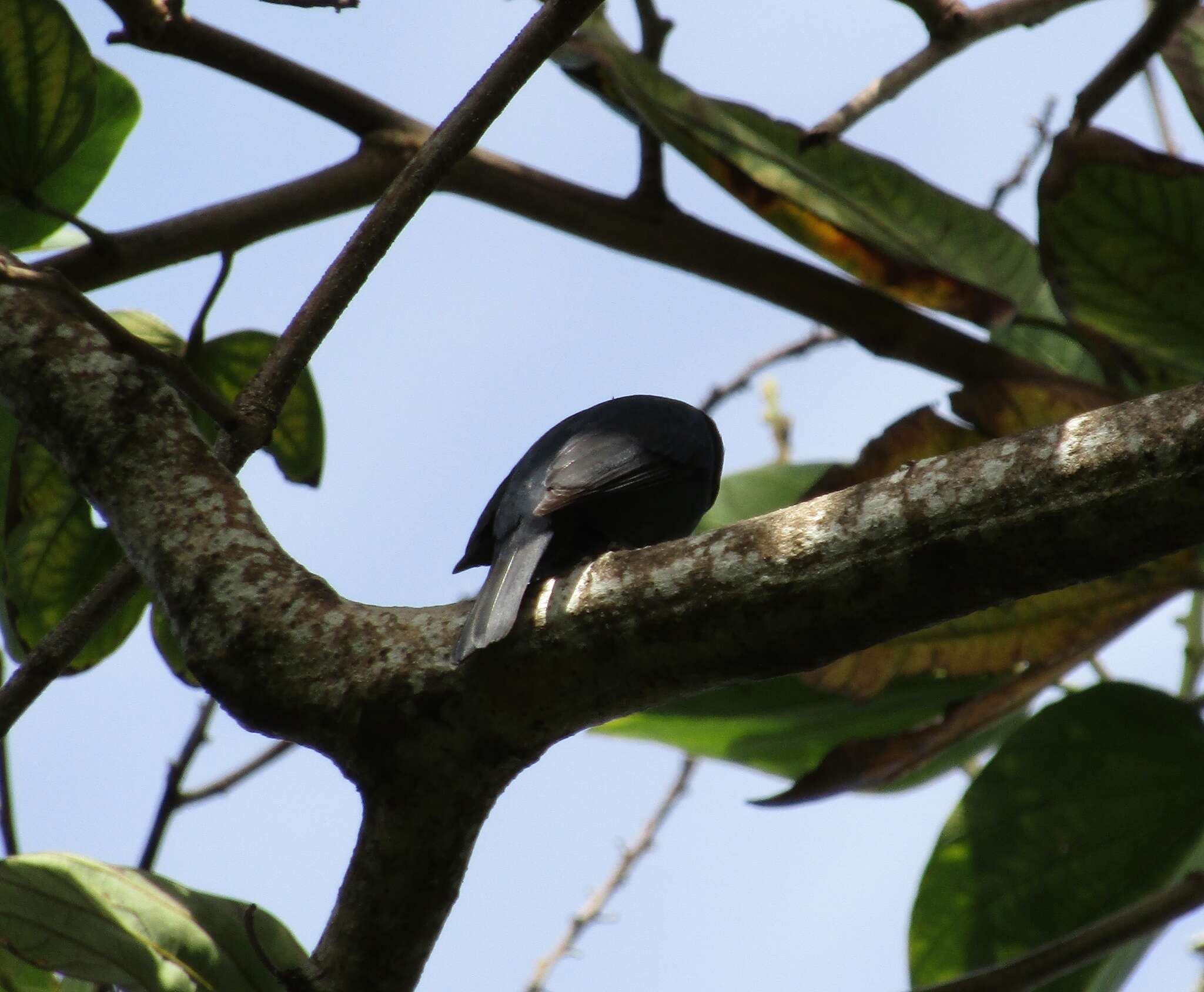 Image of Euneornis Fitzinger 1856