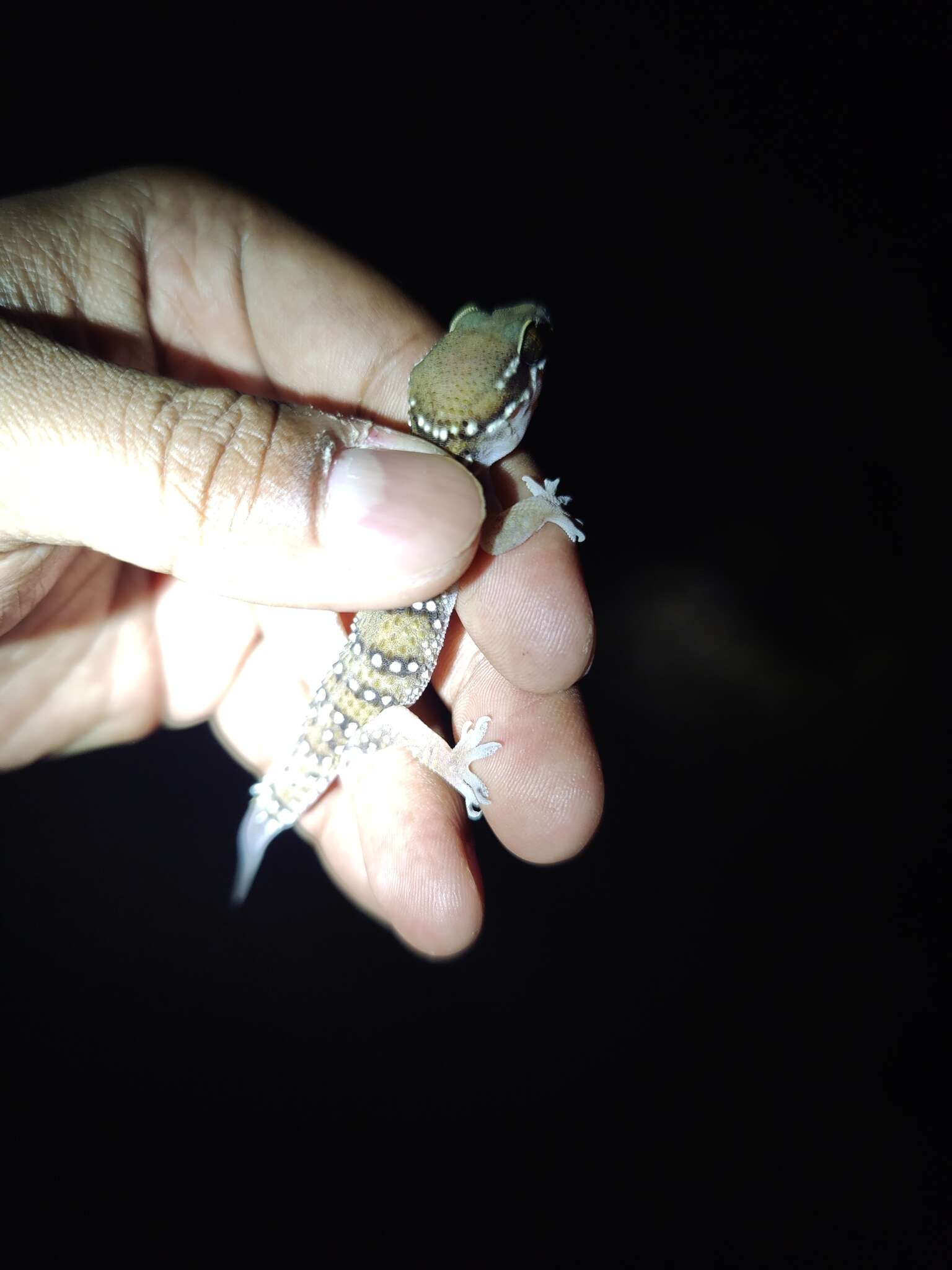 Image of Hemidactylus whitakeri Mirza, Gowande, Patil, Ambekar & Patel 2018
