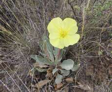 Oenothera macrocarpa subsp. incana (A. Gray) W. L. Wagner resmi