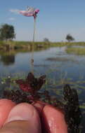 Utricularia benjaminiana Oliv.的圖片