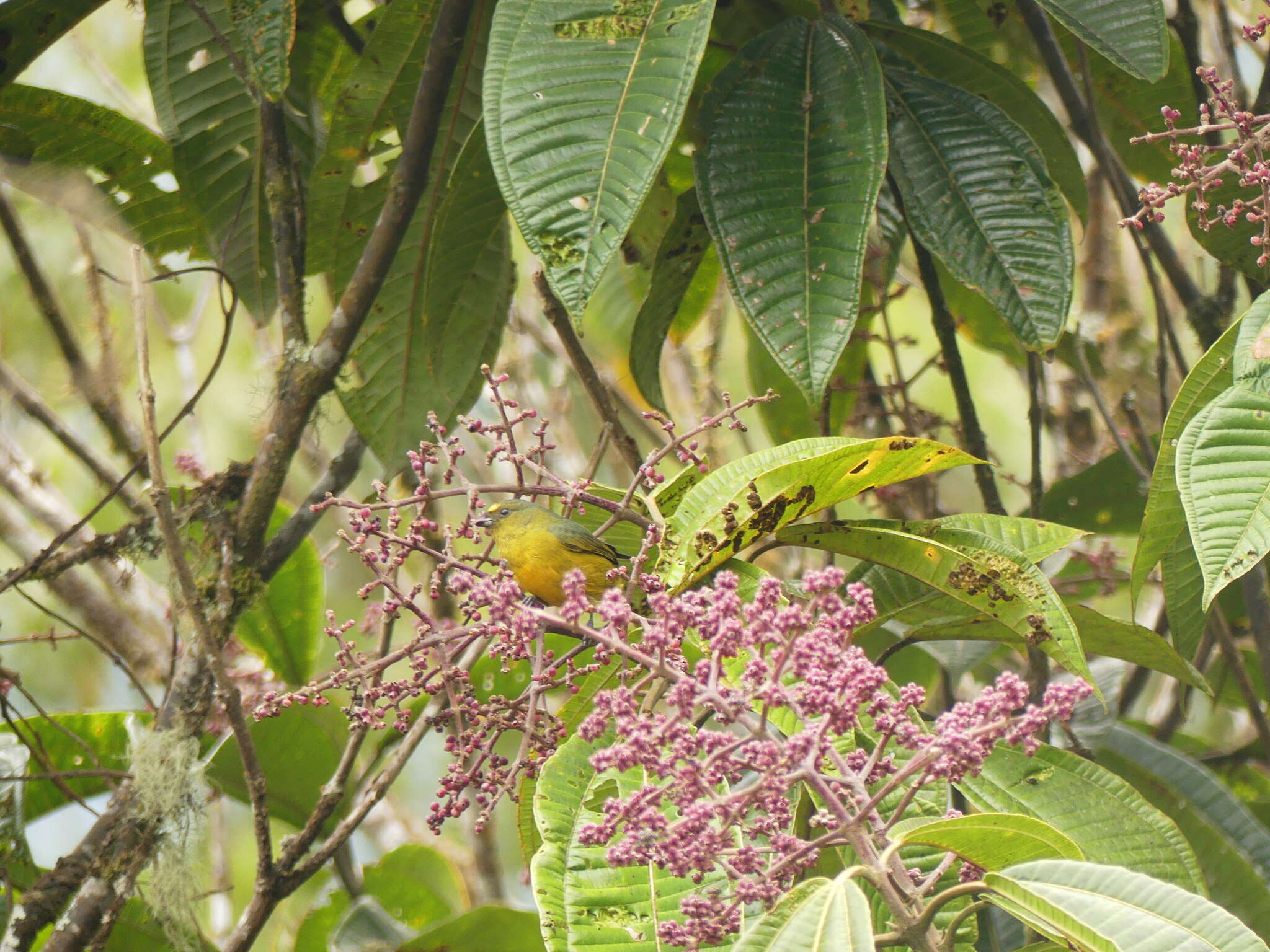 Image of Bronze-green Euphonia