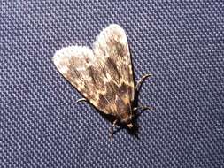 Image of Meal Moth