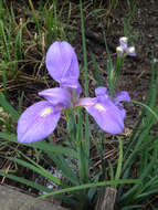 Image of giant blue iris