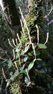 Image of Peperomia trichophylla Baker