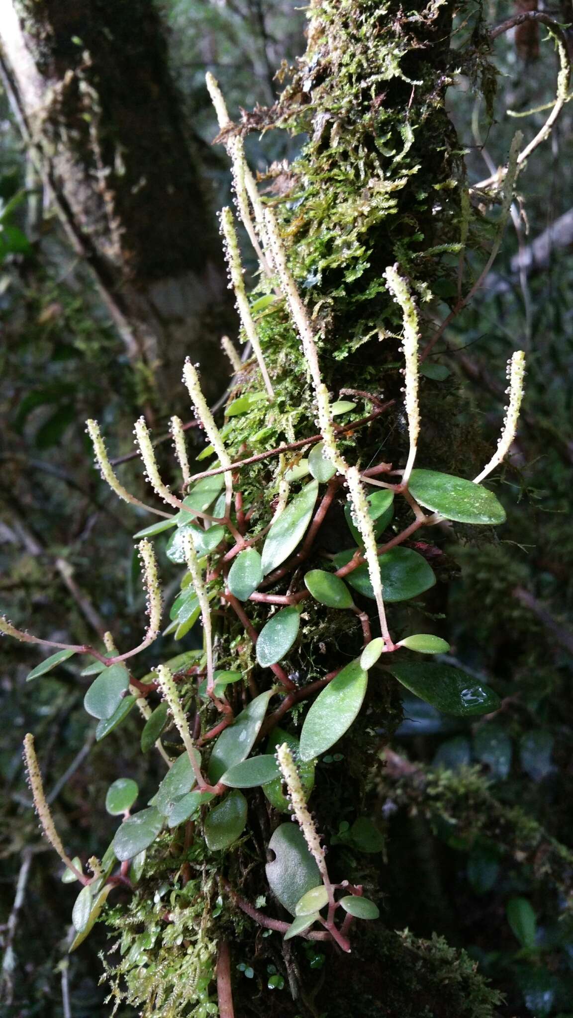 Image of Peperomia trichophylla Baker