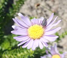 Image of Dune daisy