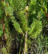 Image of Leucadendron uliginosum subsp. glabratum I. J. M Williams