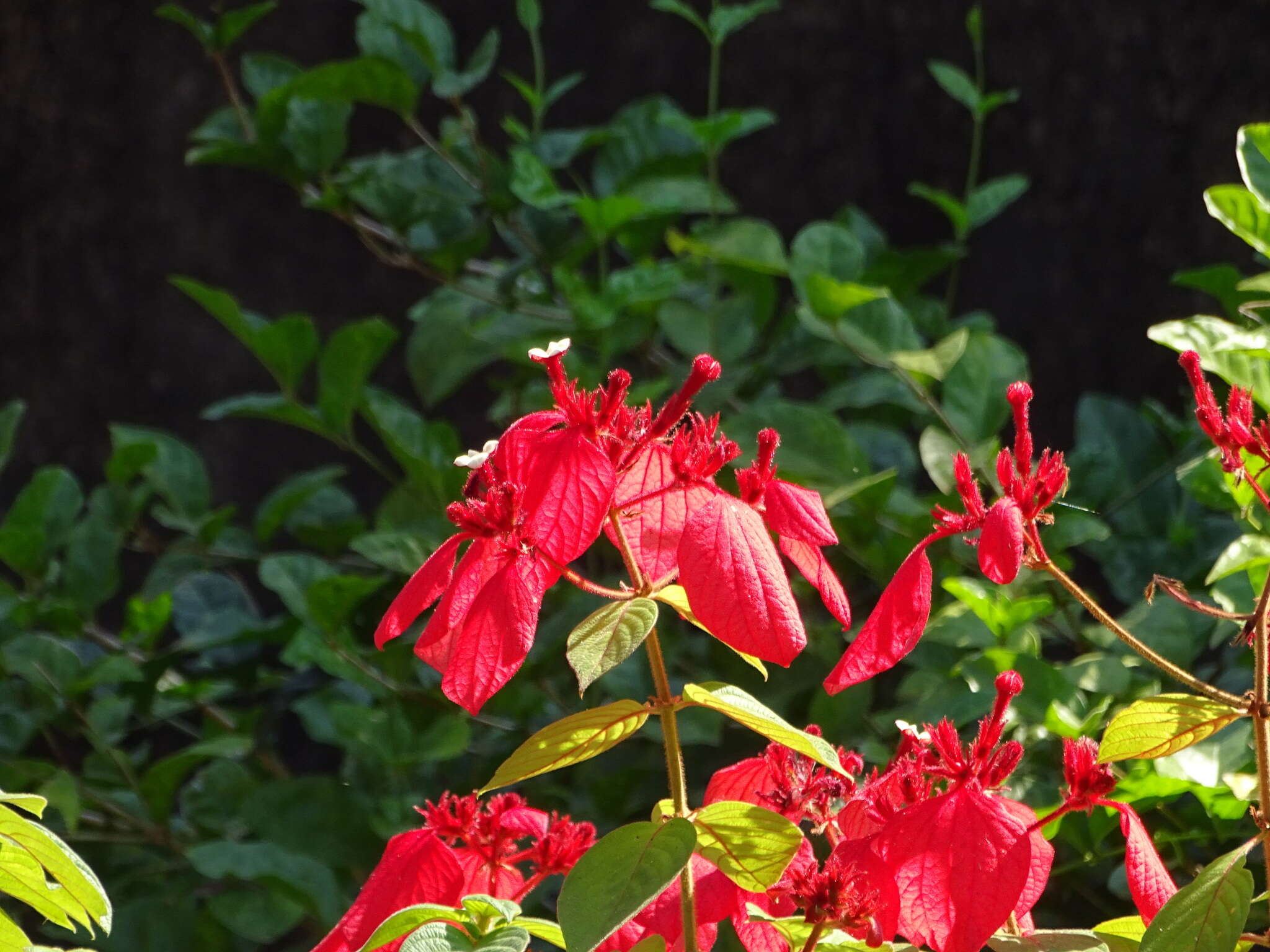 Image of red mussaenda