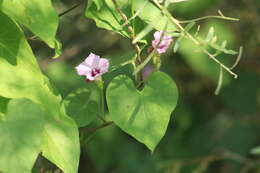 Image de Ipomoea leucantha Jacq.