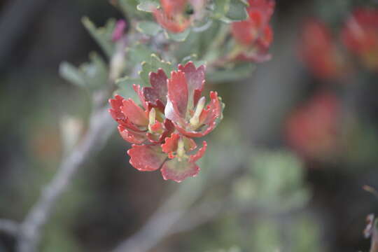 Imagem de Adenanthos cuneatus Labill.