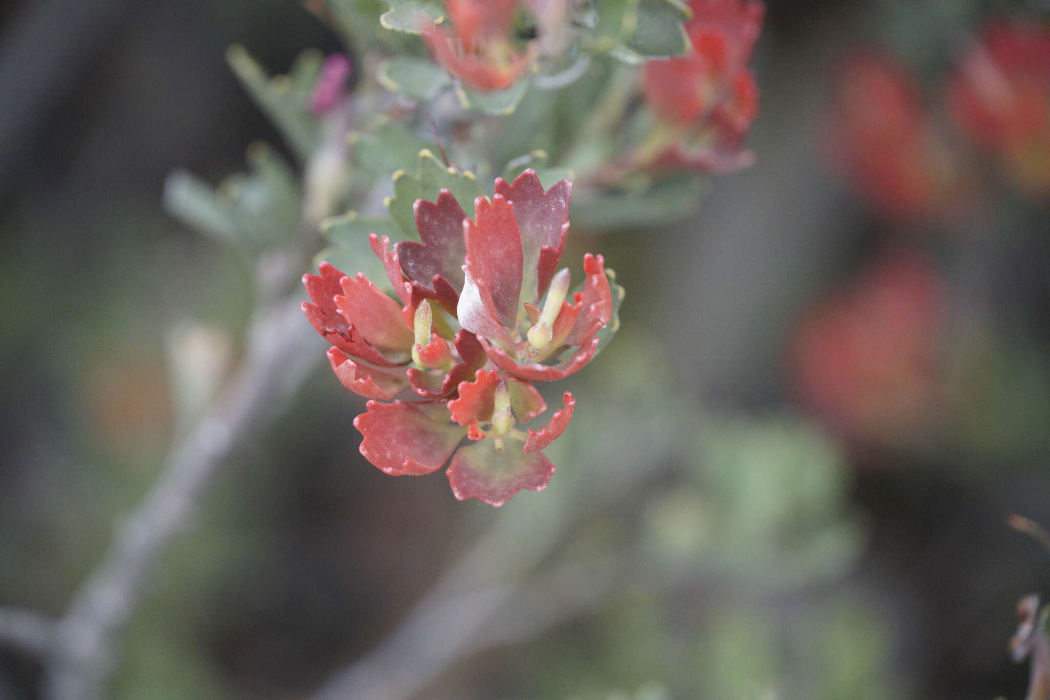 Imagem de Adenanthos cuneatus Labill.