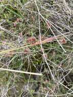 Image de Luzula densiflora (Nordensk.) Edgar