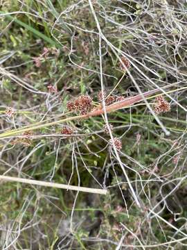 Imagem de Luzula densiflora (Nordensk.) Edgar