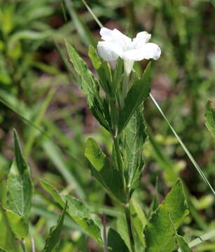 صورة Ruellia noctiflora (Nees) Gray