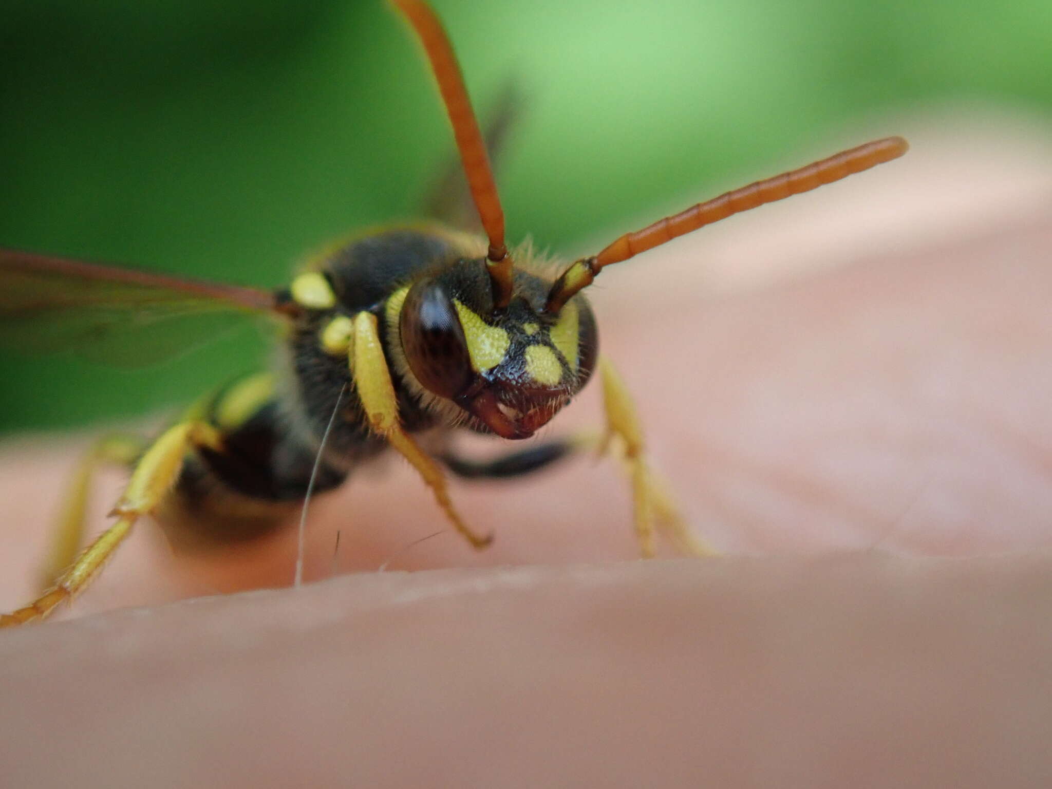 Image of Nomada succincta Panzer 1798