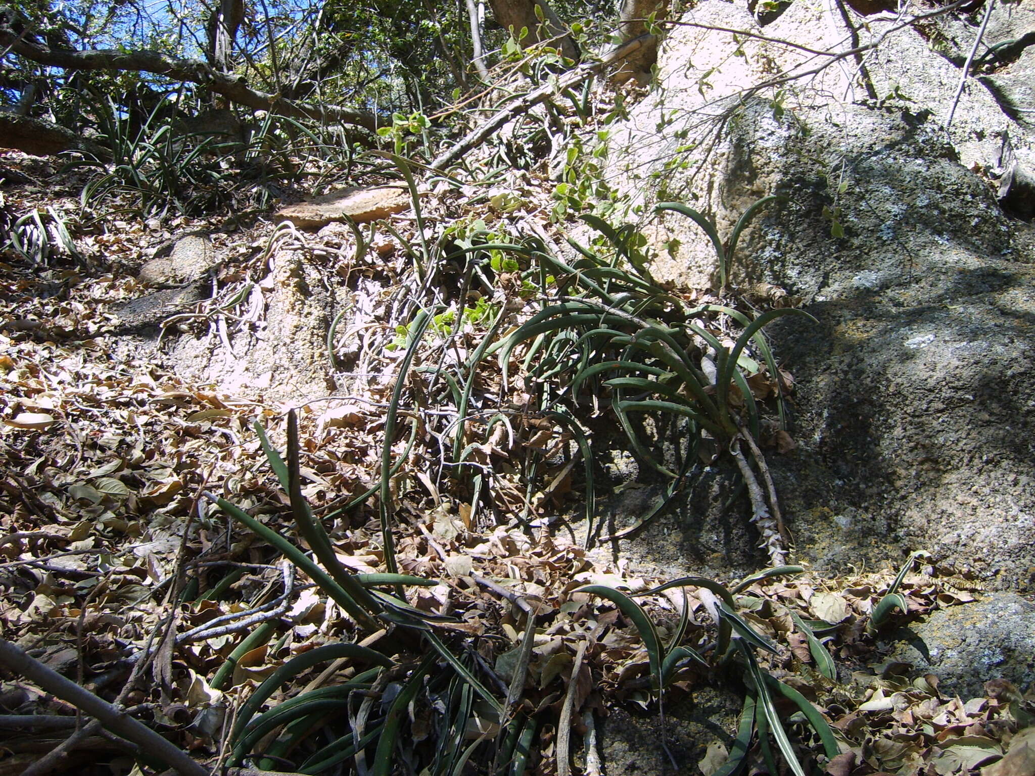 Image de Sansevieria aethiopica Thunb.