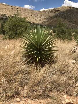 Image de Yucca madrensis Gentry