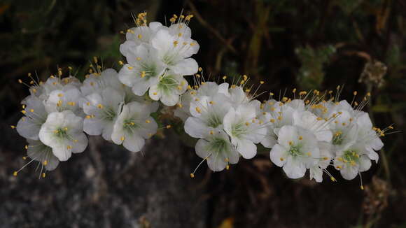 Image of purplestem phacelia