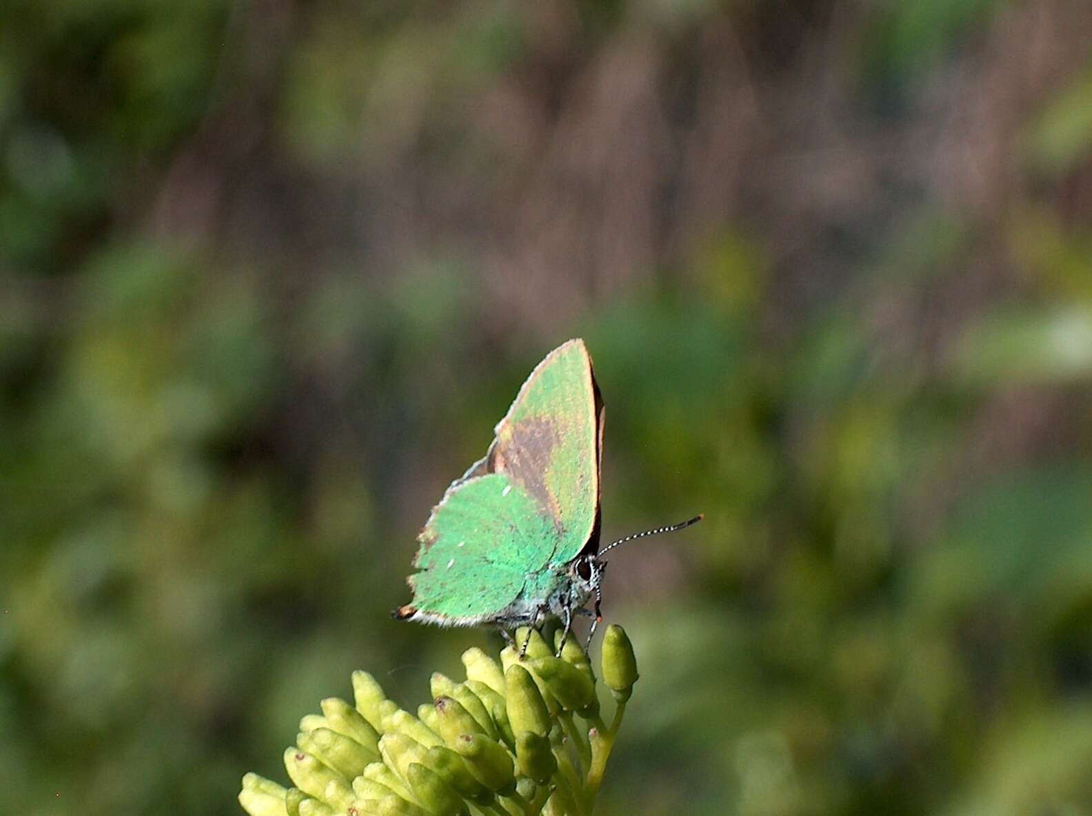 Plancia ëd Callophrys rubi (Linnaeus 1758)