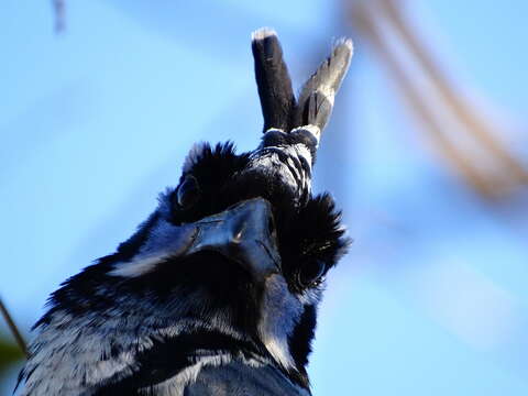 Image of Magpie-jay