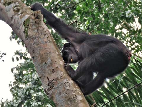 Image of Eastern Chimpanzee