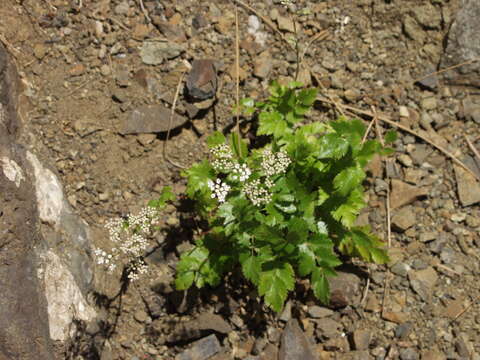 Imagem de Pimpinella dendroselinum Webb & Berth.