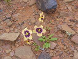 Image of Diascia bicolor K. E. Steiner