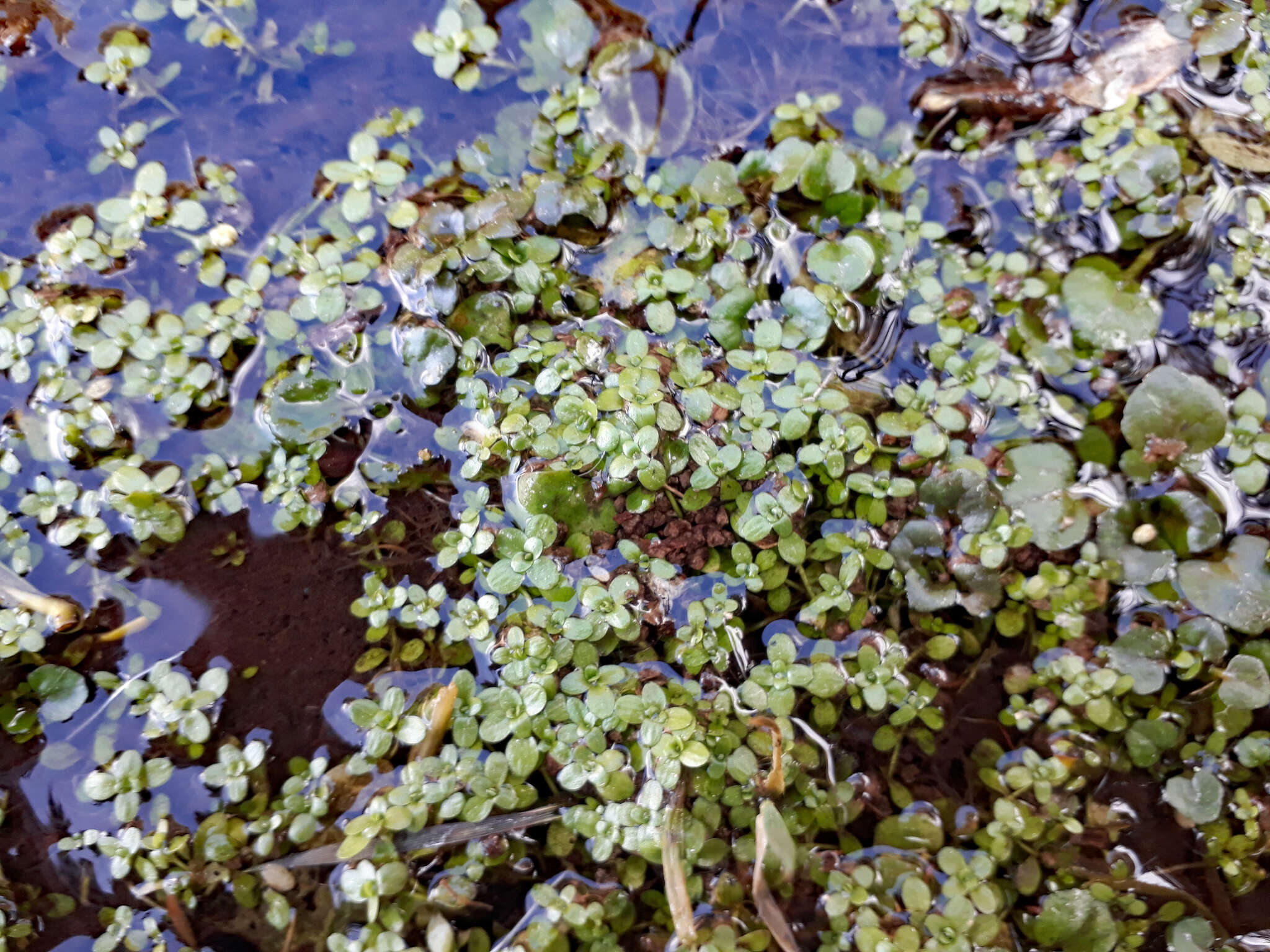 Image of Callitriche chathamensis (R. Mason) Lansdown