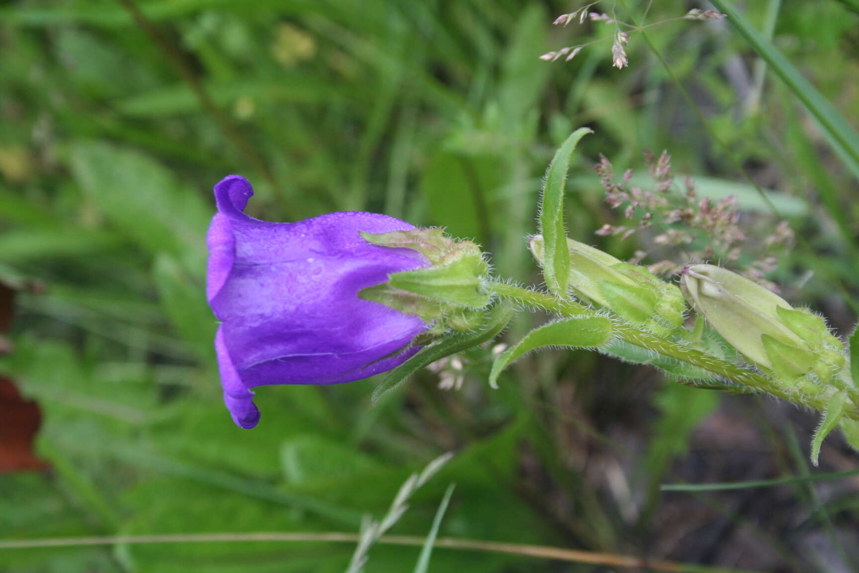 Image of Canterbury Bells