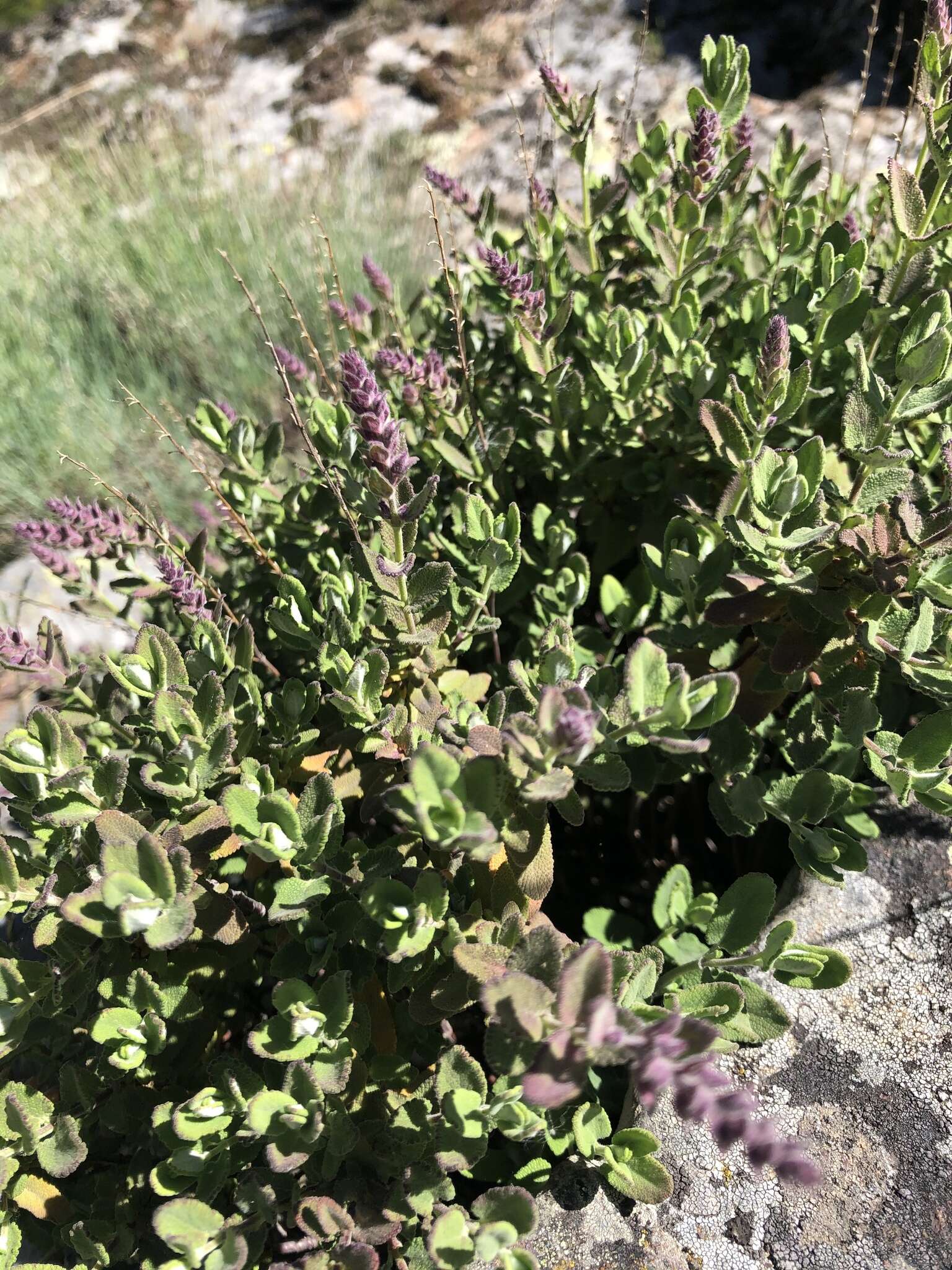 Image of Teucrium salviastrum Schreb.