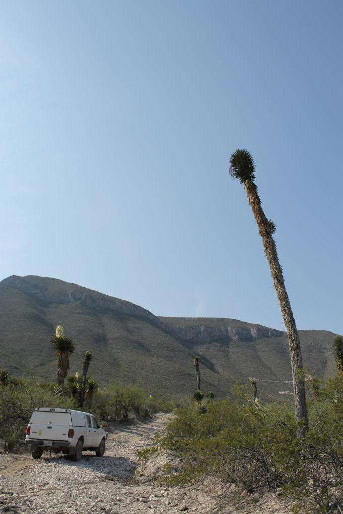 Sivun Yucca carnerosana (Trel.) McKelvey kuva