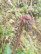 Image of Robust Lobelia