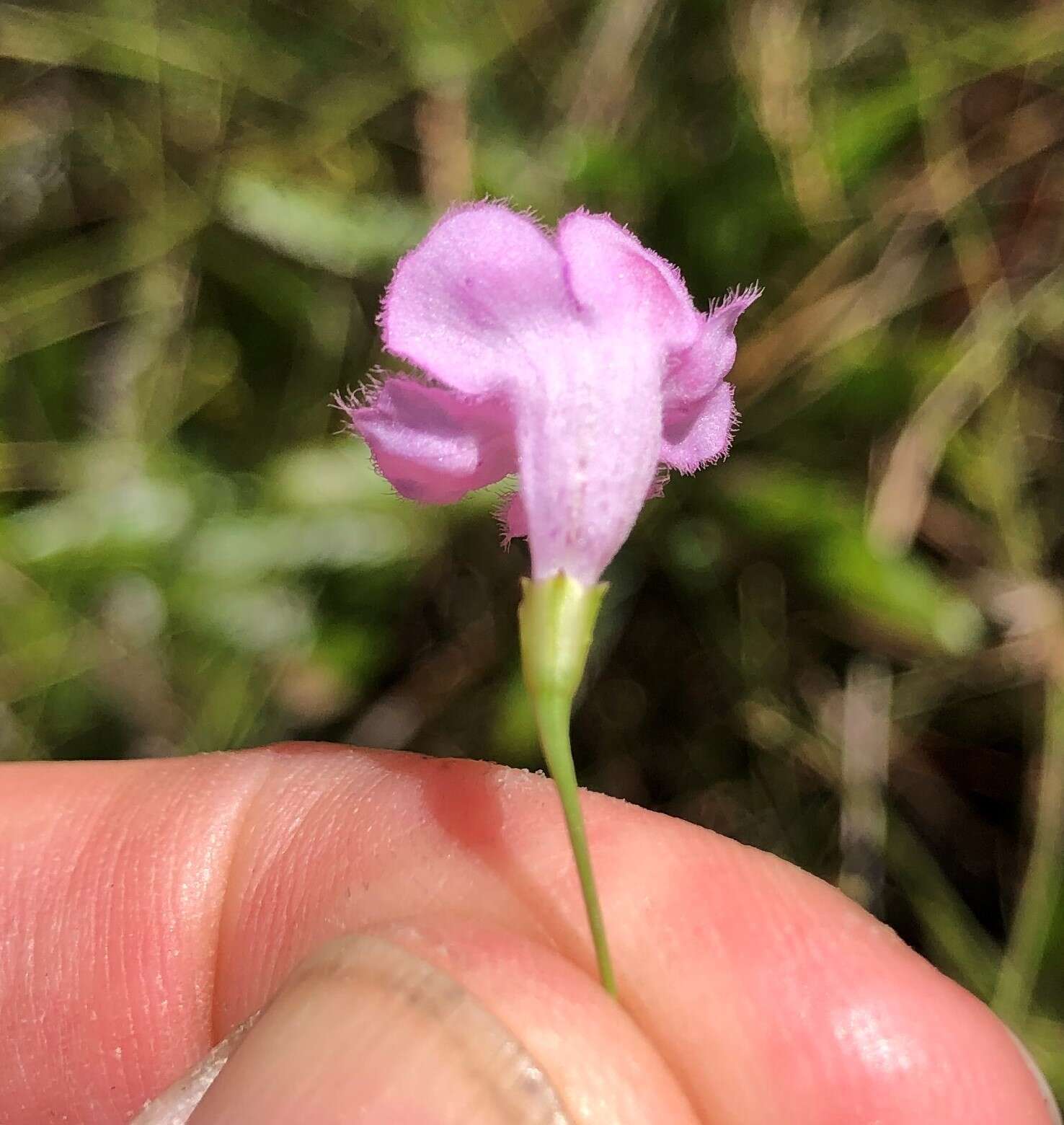 Image of twoline false foxglove