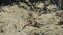 Image of Schreiber's Fringe-fingered Lizard