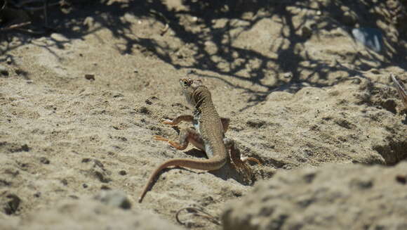 Plancia ëd Acanthodactylus schreiberi Boulenger 1878