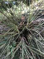 Image of Bartram's airplant